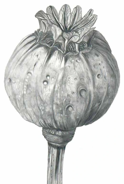 Graphite drawing of a poppy seed pod