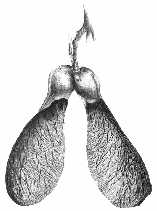 Graphite drawing of paired winged seeds