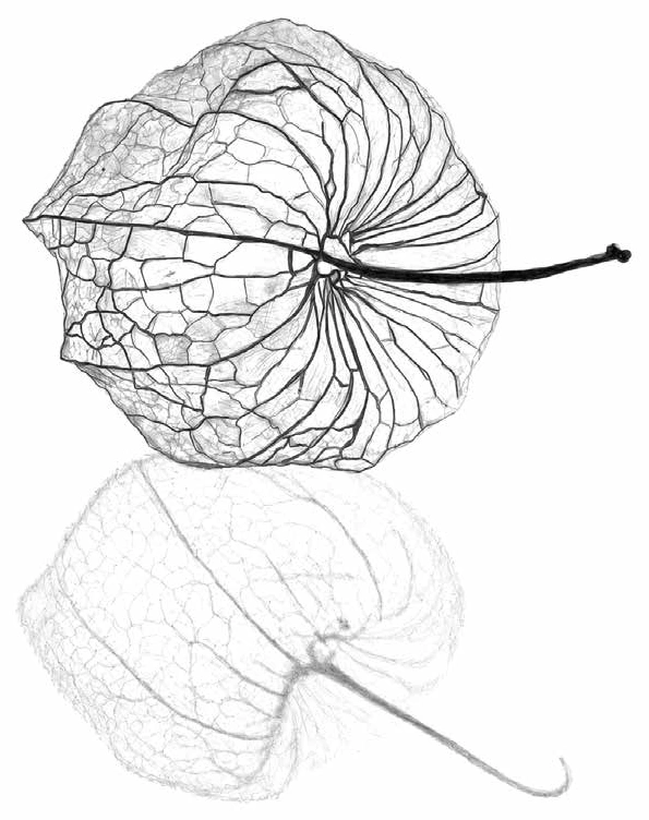 Graphite drawing of a veined botanical husk and its reflection