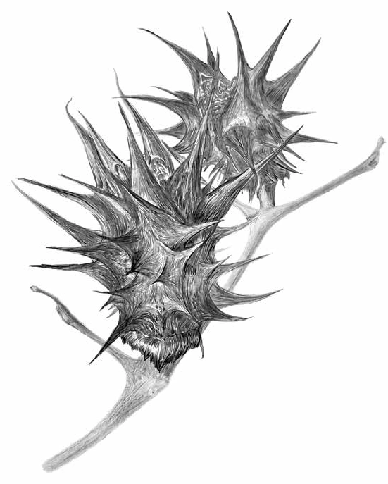 Graphite drawing of spiked botanical seed heads